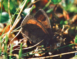 Fjeldrandje, Erebia pandrose, Bjrkliden, Tornetrask, Sverige. d. 13 juli 1985. Fotograf: Lars Andersen