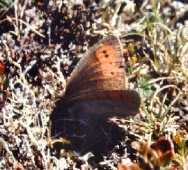 Fjeldrandje, Erebia pandrose, Bjrkliden, Tornetrask, Sverige. d. 13 juli 1985. Fotograf: Lars Andersen