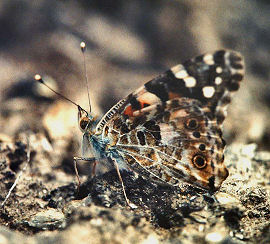 Tidselsommerfugl Vanessa cardui, Kratersjn, Bjrkliden, Torne Lapmark. Sverige. juli - 1999. Fotograf: Lars Andersen