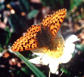 Moseperlemorsommerfugl, Boloria aquilonaris hun p Fjllsippa. Bjrkliden, Tornetrsk, Sverige. juli 1985. Fotograf: Lars Andersen