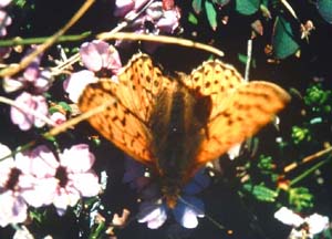 Fjeldperlemorsommerfugl, Boloria napaea han. Bjrkliden, Tornetrsk, Sverige. juli 1985. Fotograf: Lars Andersen