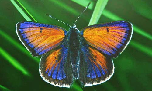 Violetrandet ildfugl. Lycaena hippothoe han som er usdvanlig bl, Mittlandsskogen, land juni 1986. Fotograf: Lars Andersen