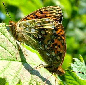 Markperlemorsommerfugl, Argynnis aglaja. Mittlandsskogen, land, Sverige. 15 juli 2004