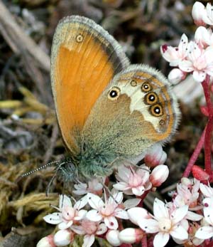 Perlemorrandje, Coenonympha arcania. Mittlandsskogen, land, Sverige. 13 juli 2004. Fotograf: Lars Andersen