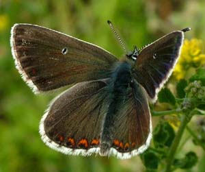 Sortbrun blfugl, Aricia artaxerxes. Mittlandsskogen, land, Sverige. 15 juli 2004