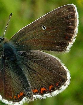 Sortbrun blåfugl, Aricia artaxerxes. Mittlandsskogen, Øland, Sverige. 15 juli 2004