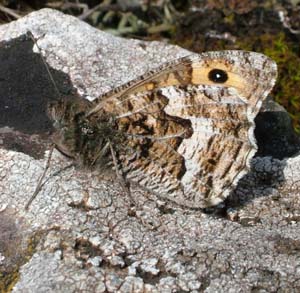 Sandrandje, Hipparchia semele,  bavingeundersidens diskalbnd er mere kontrastrig end dem i Danmark. Alvaret, land, Sverige. 16 juli 2004