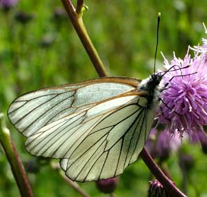 Hvidtjrnsommerfugl, Aporia crataegi. Mittlandsskogen, land, Sverige. 15 juli 2004