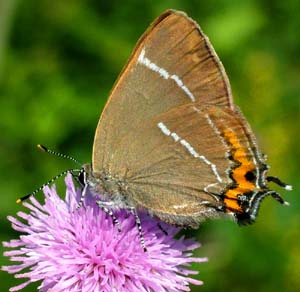 Det Hvide W, Satyrium w-album. Kendes p det hvide w, p bagvinge underside. Mittlandsskogen, land, Sverige. 16 juli 2004