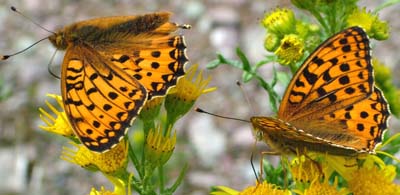 Markpelemorsommerfugl Argynnis aglaja. og Skovperlemorsommerfugl, Argynnis adippe. Adippe han kendes fra Aglaja p tydelige duftsklspletter p r2 og r3 p oversiden af forvingen!  Mittlandsskogen, land d. 15 juni 2004. Fotograf: Lars Andersen