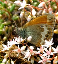 Perlemorrandje, Coenonympha arcania. Mittlandsskogen, land, Sverige. 13 juli 2004