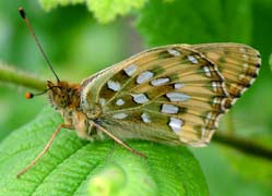 Markperlemorsommerfugl, Argynnis aglaja er nem at kende fra de 2 andre på den grønne tegning på undersiden af bagvingen. Mittlandsskogen, Øland, Sverige. 15 juli 2004. Fotograf: Lars Andersen