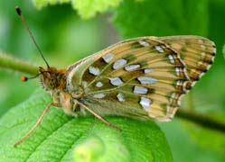 Markperlemorsommerfugl, Argynnis aglaja. Mittlandsskogen, land, Sverige. 14 juli 2004