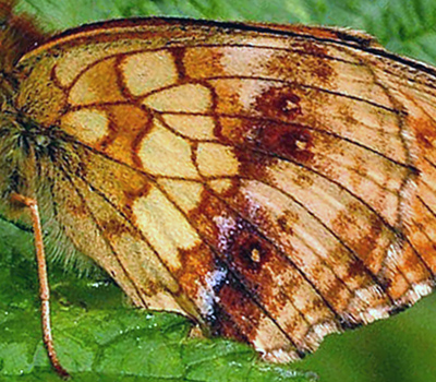 Engperlemorsommerfugl, Brenthis ino. Mittlandsskogen, Øland, Sverige. 14 juli 2004