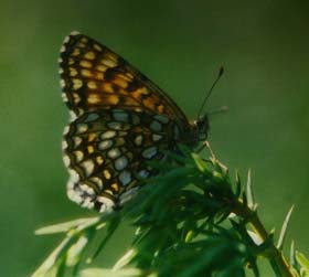 Mørk pletvinge, Melitaea diamina. Mittlandsskogen, Öland, Sverige. juni 1983. Fotograf: Lars Andersen