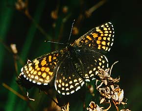 Mørk pletvinge, Melitaea diamina hun. Mittlandsskogen, Öland, Sverige. juni 1983. Fotograf: Lars Andersen