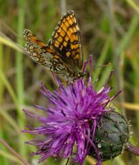 Brun pletvinge, Mellicta athalia. Mittlandsskogen, land, Sverige. 13 juli 2004