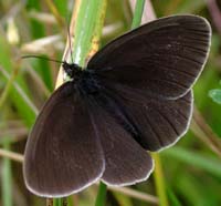 Enggrsrandje Aphantopus hyperantus, Mittlandsskogen, land, Sverige. 13 juli 2004