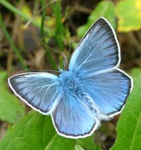 Isblfugl, Polyommatus amandus han.  Mittlandsskogen, land, Sverige. 13 juli 2004