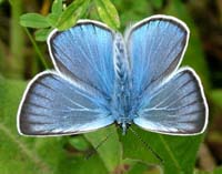 Isblfugl, Polyommatus amandus han.  Mittlandsskogen, land, Sverige. 13 juli 2004