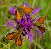 Lille Bredpande, Thymelicus lineola. Mittlandsskogen, land, Sverige. 15 juli 2004