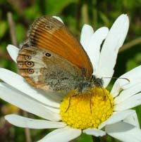 Perlemorrandje, Coenonympha arcania. Mittlandsskogen, land, Sverige. 13 juli 2004