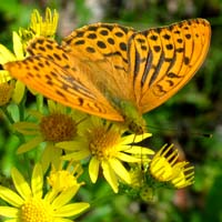 Kejserkbe, Argynnis pahia. Mittlandsskogen, land, Sverige. 15 juli 2004