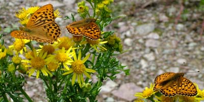 Kejserkbe, Argynnis paphia. Skovperlemorsommerfugl, Argynnis adippe og Markperlemorsommerfugl, Argynnis aglaja. Mittlandsskogen, land, Sverige. 15 juli 2004. Fotograf: Lars Andersen