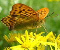 Kejserkbe, Argynnis pahia. Mittlandsskogen, land, Sverige. 15 juli 2004