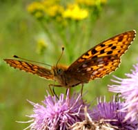 Skovperlemorsommerfugl, Argynnis adippe. Mittlandsskogen, land, Sverige. 15 juli 2004