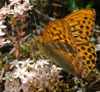 Kejserkbe, Argynnis pahia. Mittlandsskogen, land, Sverige. 13 juli 2004