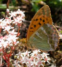 Kejserkbe, Argynnis pahia. Mittlandsskogen, land, Sverige. 13 juli 2004