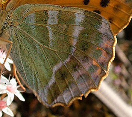 Kejserkbe, Argynnis pahia. Mittlandsskogen, land, Sverige. 13 juli 2004. Fotograf: Lars Andersen