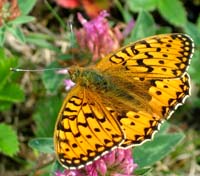 Markperlemorsommerfugl, Argynnis aglaja. Mittlandsskogen, Öland, Sverige. 15 juli 2004