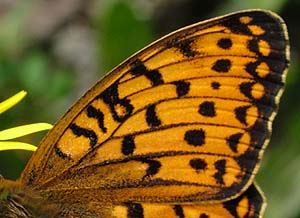 Markperlemorsommerfugl, Argynnis aglaja hanners duftskælsstriber er mindre synlig end adippe. Mittlandsskogen, Øland, Sverige. 15 juli 2004. Fotograf: Lars Andersen
