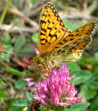 Markperlemorsommerfugl, Argynnis aglaja. Mittlandsskogen, land, Sverige. 15 juli 2004. Fotograf: Lars Andersen