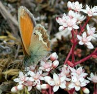 Perlemorrandje, Coenonympha arcania. Mittlandsskogen, land, Sverige. 13 juli 2004. Fotograf: Lars Andersen