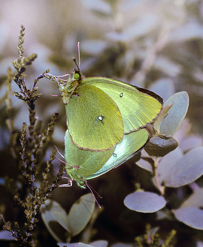 Mosehøsommerfugl, Colias palaeno. Dala Mosse, Sverige 30 maj 1995. Fotograf; Tom Nygaard Kristensen