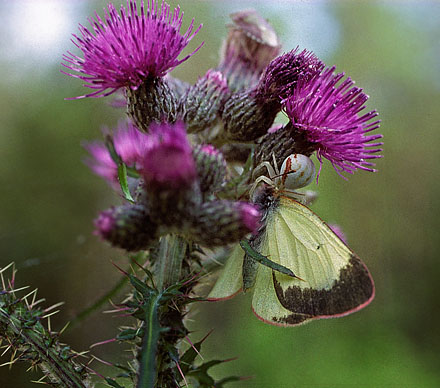 Mosehøsommerfugl, Colias palaeno. Dala Mosse, Sverige 30 maj 1995. Fotograf; Tom Nygaard Kristensen