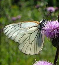 Sortret Hvidvinge, Aporia crataegi. Mittlandsskogen, land, Sverige. 15 juli 2004