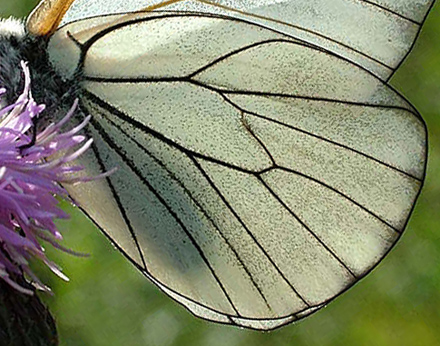 Sortret Hvidvinge / Hvidtjrnsommerfugl, Aporia crataegi. Mittlandsskogen, land, Sverige. 15 juli 2004