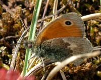 Okkergul randje, Coenonympha pamphilus. Alvaret, land, Sverige. 16 juli 2004