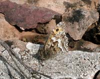 Sandrandje, Hipparchia semele, ssp. tristis. Alvaret, land, Sverige. 16 juli 2004