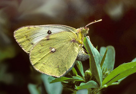 Gul Høsommerfugl, Colias hyale hun lægger æg. Wittenberg, Tyskland 2 august 1997. Fotograf; Tom Nygaard Kristensen