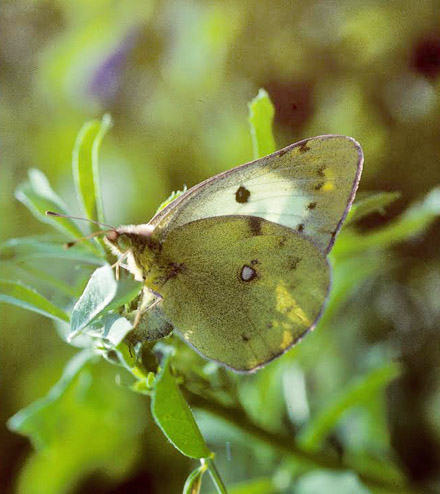 Gul Høsommerfugl, Colias hyale hun lægger æg. Wittenberg, Tyskland 2 august 1997. Fotograf; Tom Nygaard Kristensen