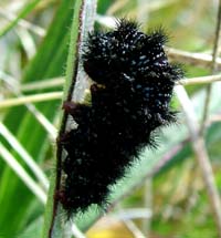 Okkergul pletvinge larve, Melitaea cinxia larve, her er den sat til rette for at blive til puppe, Melby Ovdrev d. 23 maj 2004