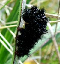 Okkergul pletvinge larve,  Melitaea cinxia larve, her er den sat til rette for at blive til puppe, Melby Ovdrev d. 23 maj 2004