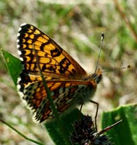 Okkergul pletvinge, Melitaea cinxia han, Melby Ovdrev d. 24 maj 2004