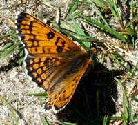 Okkergul pletvinge, Melitaea cinxia han, en kuldeform, Melby Ovdrev d. 24 maj 2004