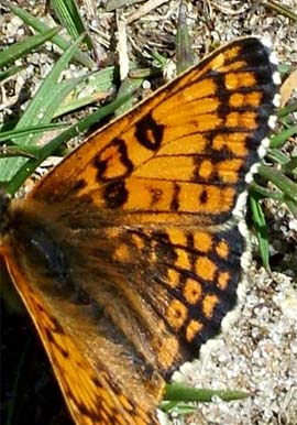 Okkergul pletvinge, Melitaea cinxia han, en kuldeform, Melby Overdrev d. 24 maj 2004